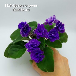 ГЕА-Ветка Сирени (Галицкая)